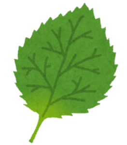 大葉のイラスト